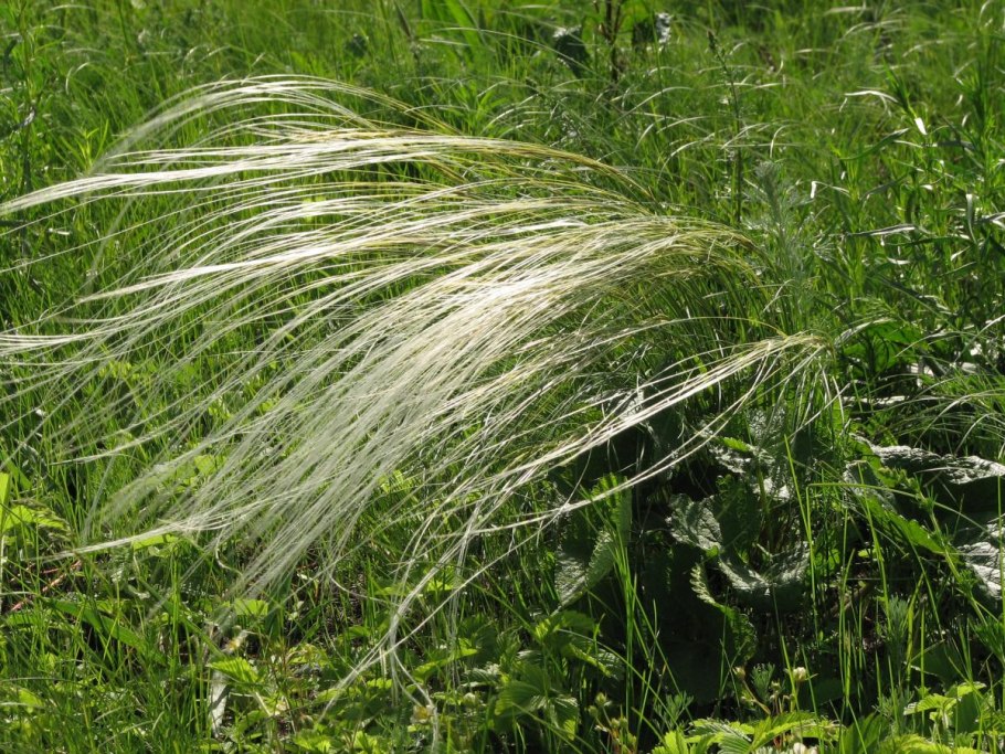 Ковыль перистый (Stipa pennata)