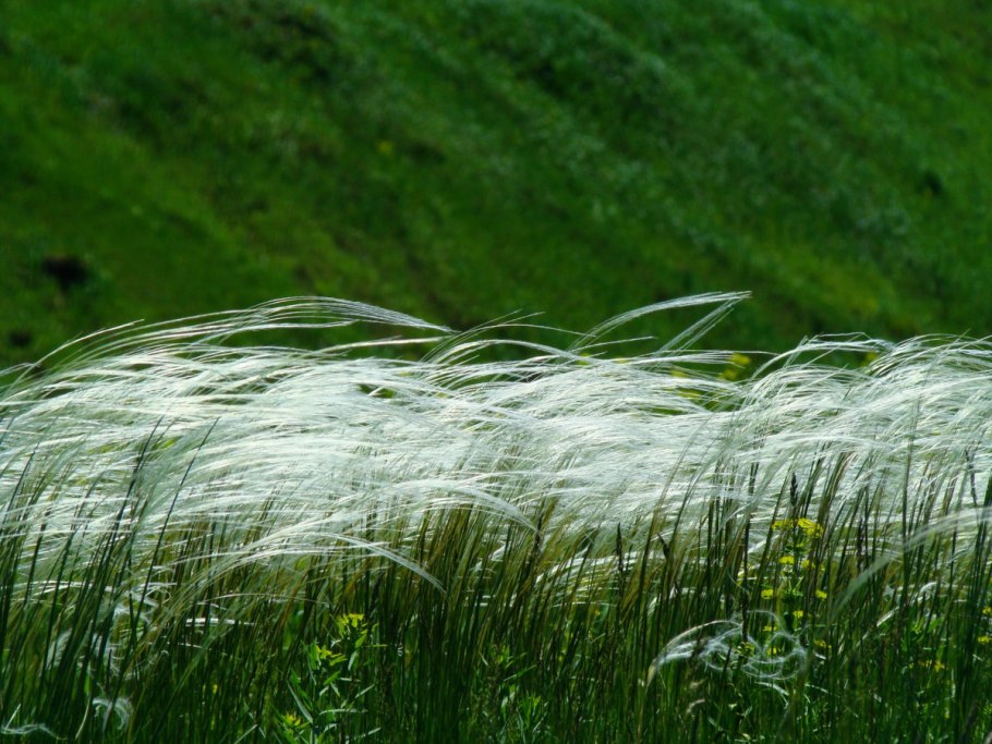 Ковыль перистый (Stipa pennata l.)
