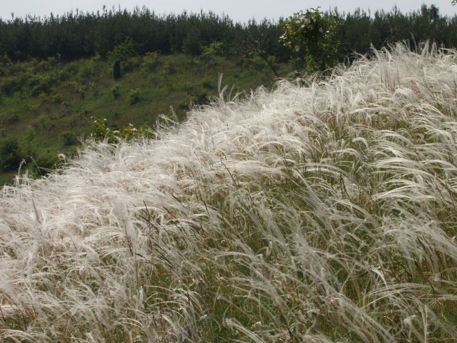 Ковыль гривастый поле
