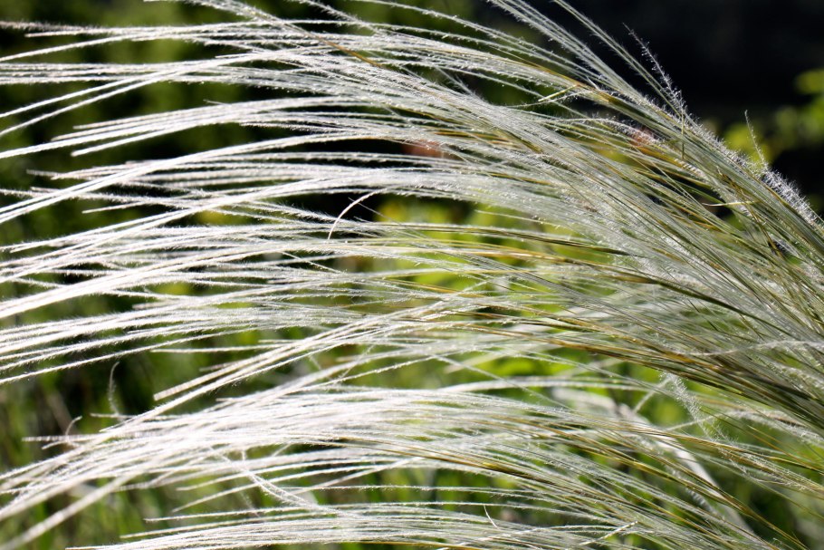 Ячмень гривастый (Hordeum jubatum)