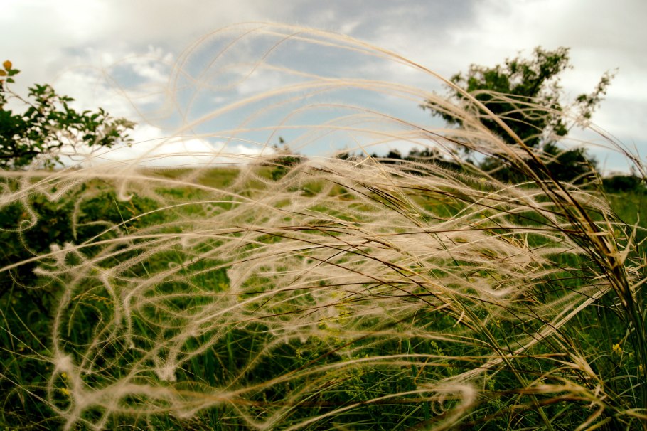 Ковыль перистый (Stipa pennata)