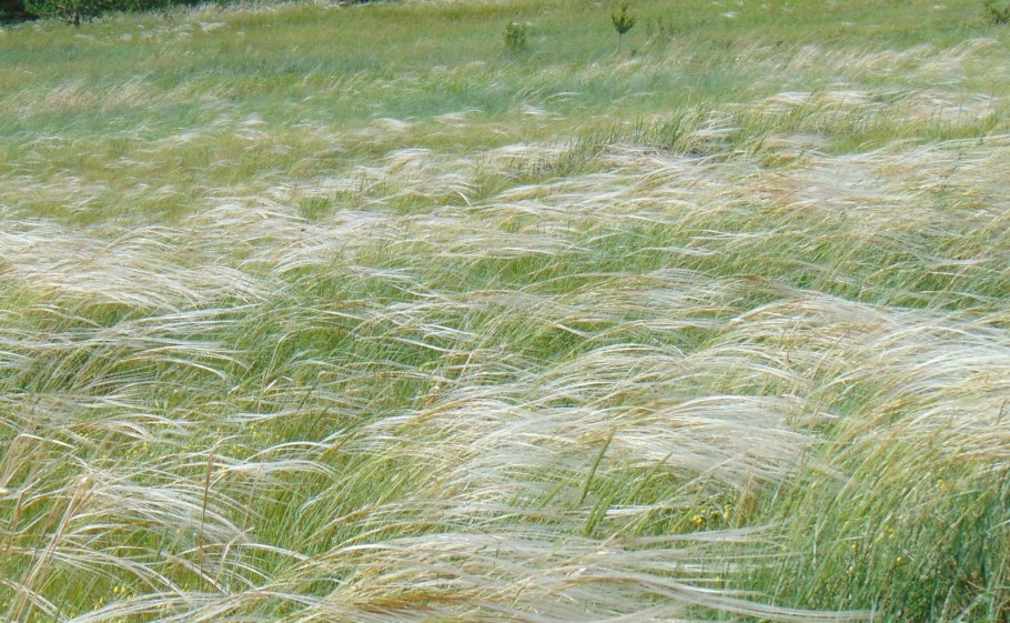 Stipa pennata