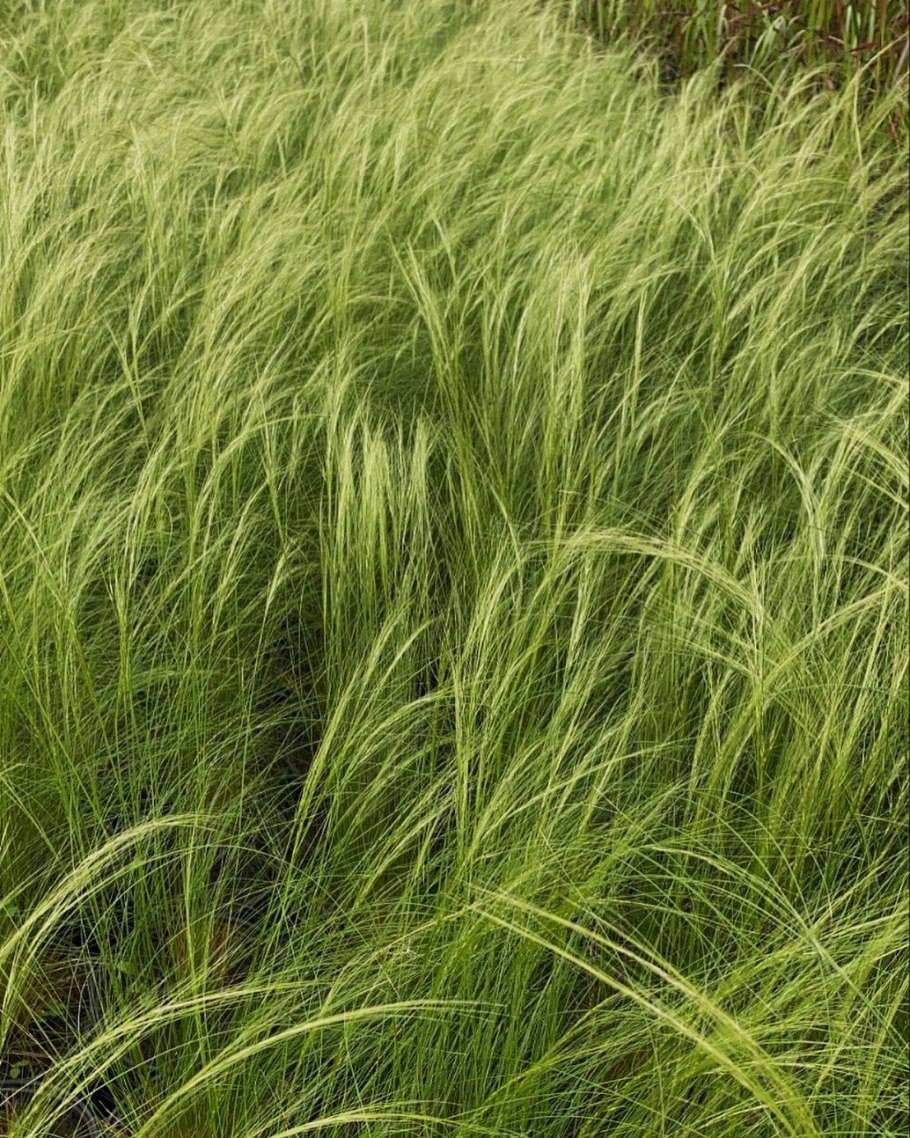 Ковыль stipa tenuissima