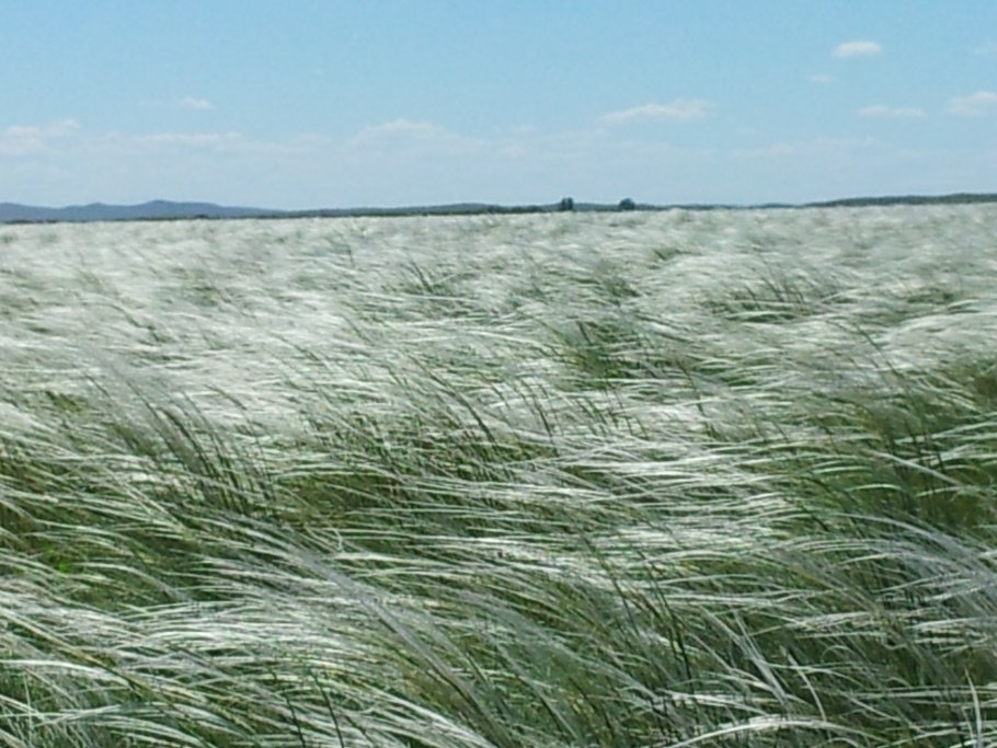 Ковыль тростниковидный Сирокко