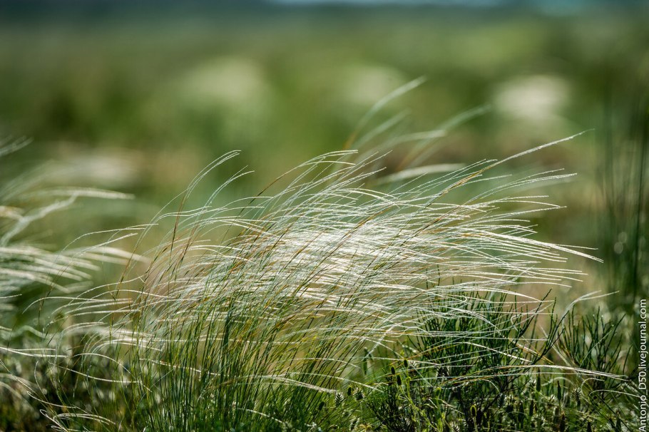 Ковыль опушеннолистный
