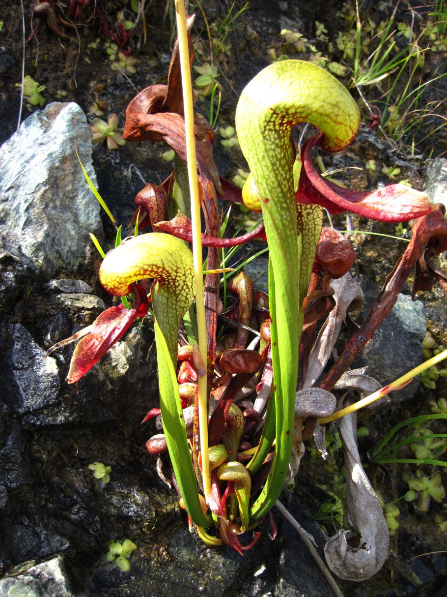 Насекомоядные растения дарлингтония