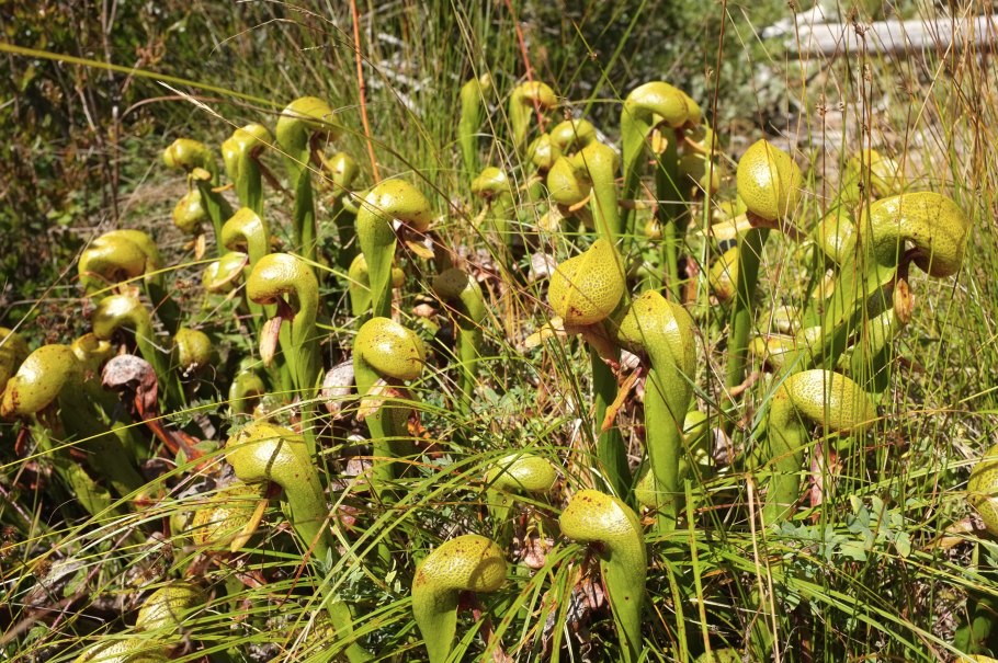 Дарлингтония Калифорнийская