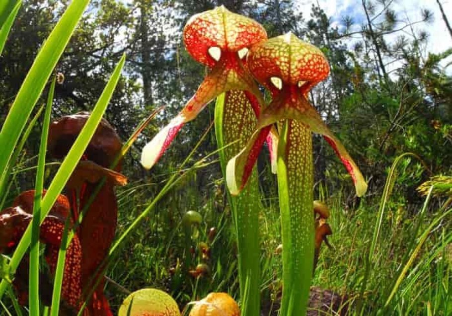 Дарлингтония плод