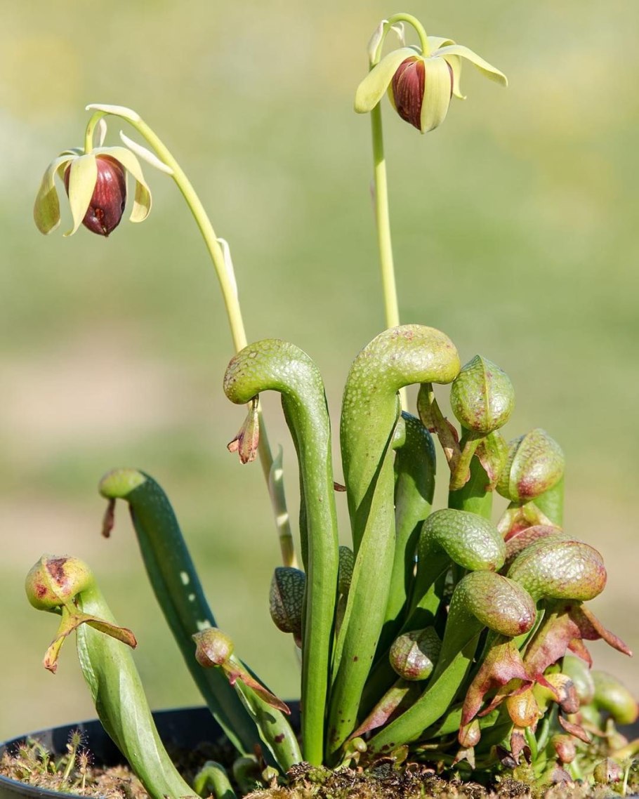 Дарлингтония Калифорнийская