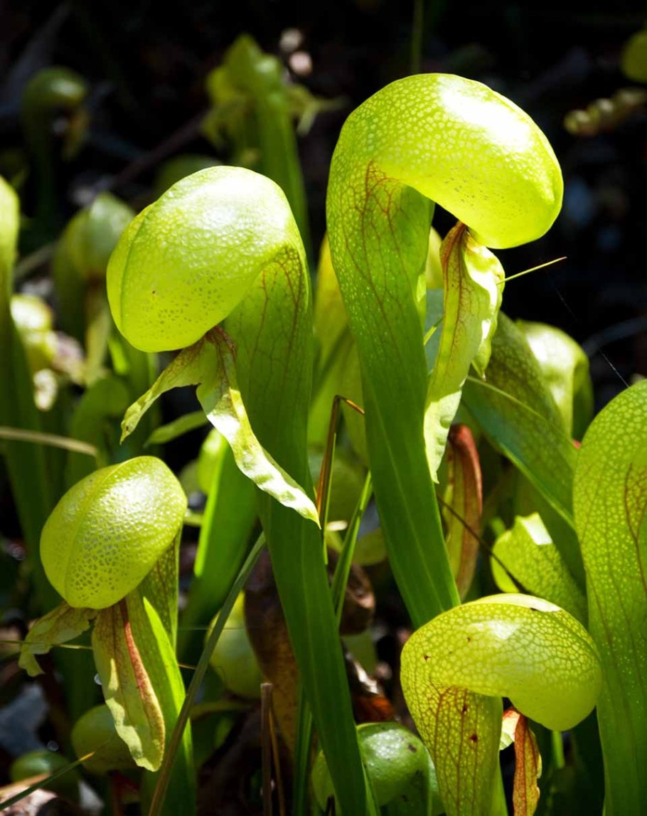 Дарлингтония Калифорнийская