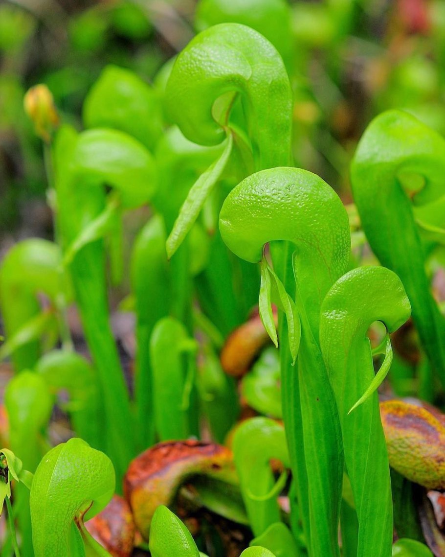 Дарлингтония на окне
