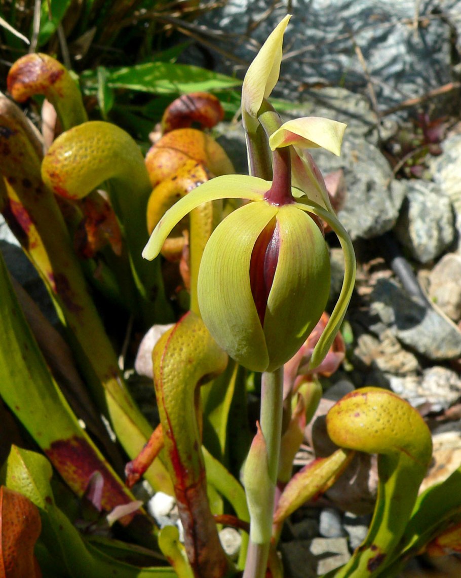 Darlingtonia californica цветы