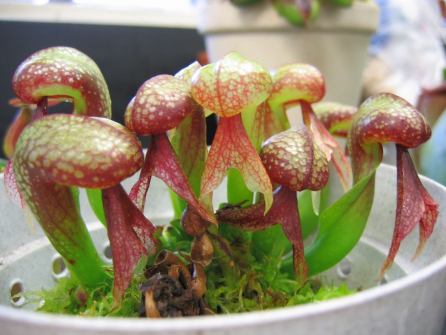 Дарлингтония Калифорнийская в горшке