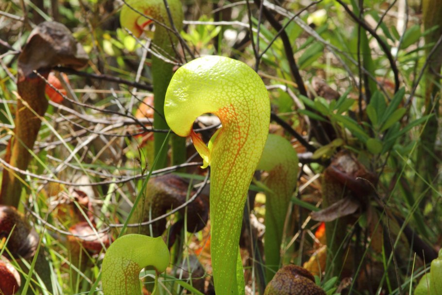 Дарлингтония растение хищник