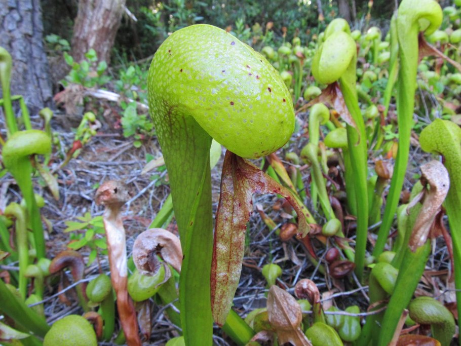 Дарлингтония Калифорнийская