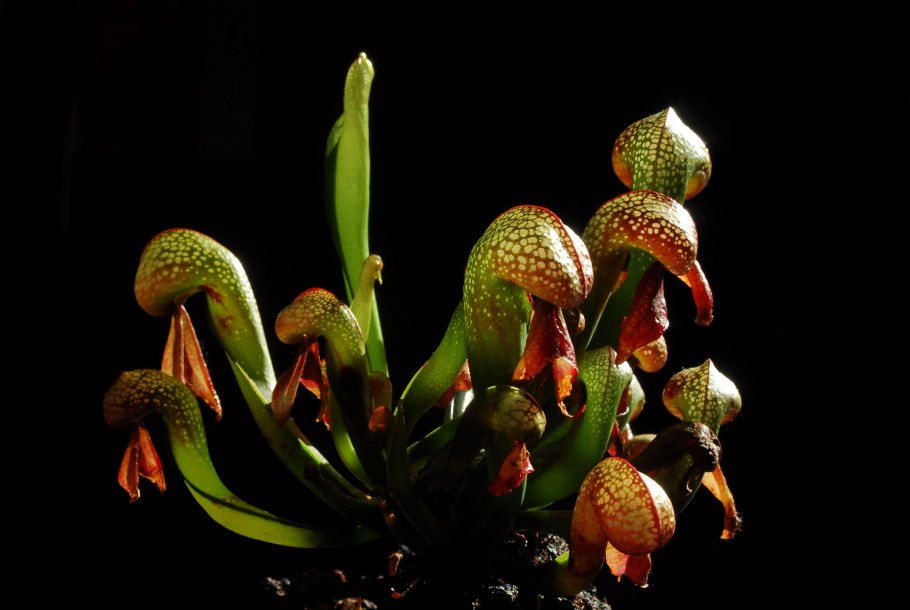 Дарлингтония Калифорнийская