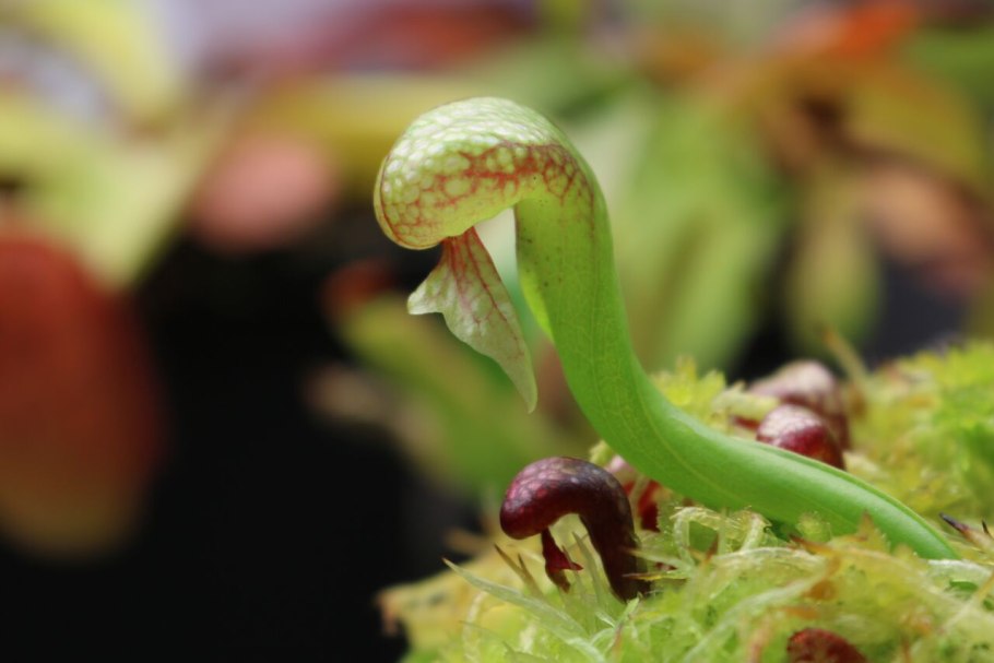 Darlingtonia californica