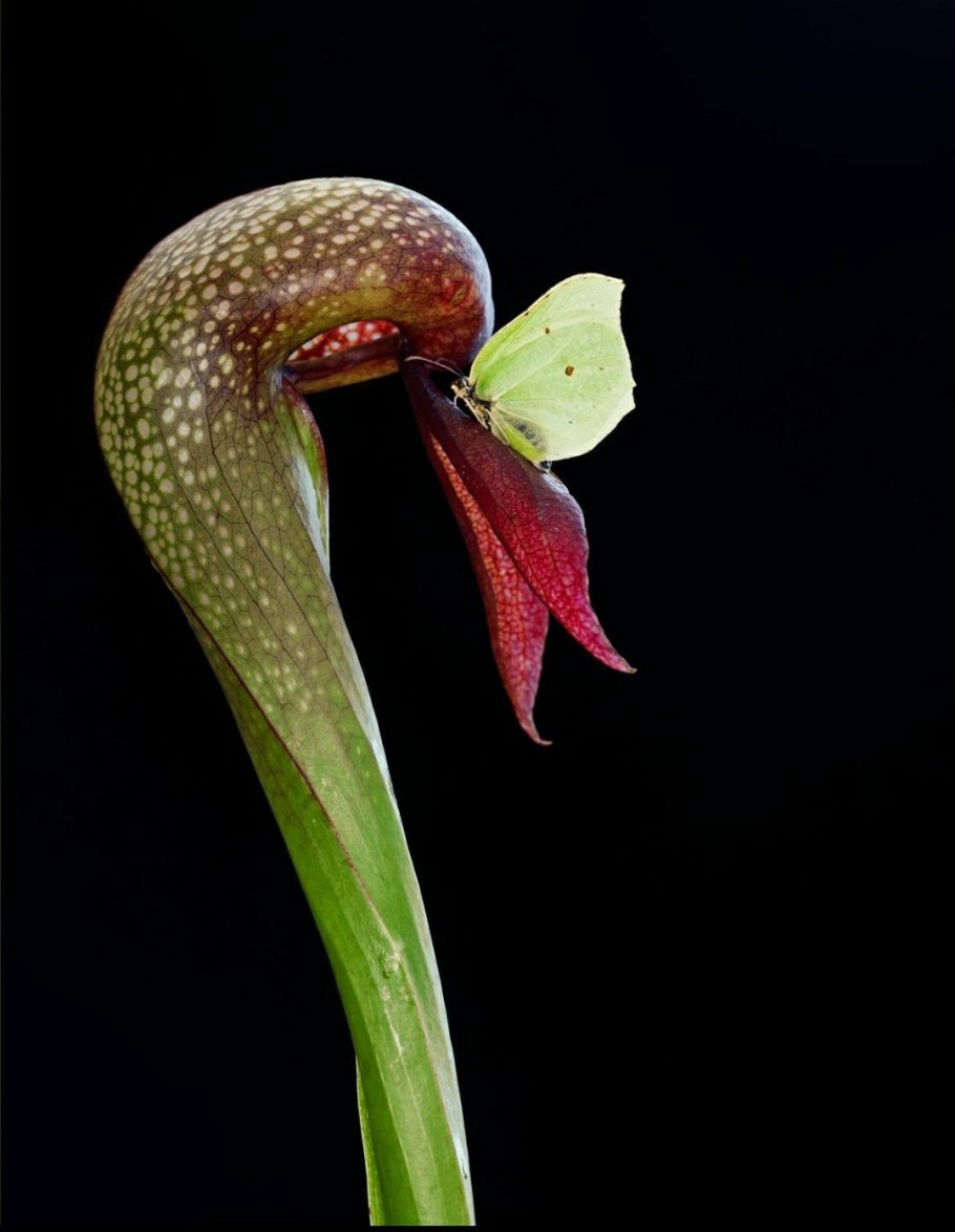 Дарлингтония растение хищник