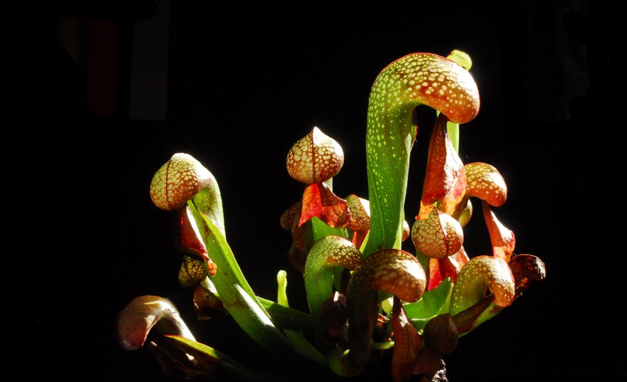 Насекомоядные растения дарлингтония