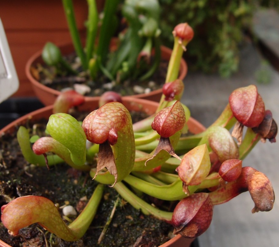 Дарлингтония с насекомым