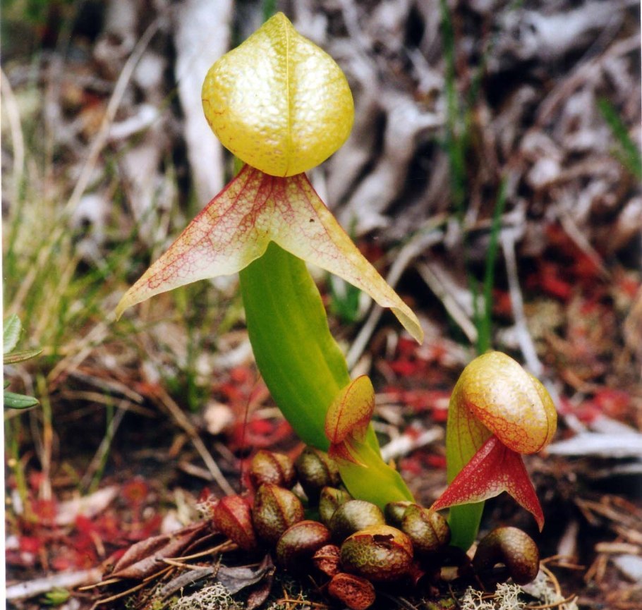 Дарлингтония растение хищник