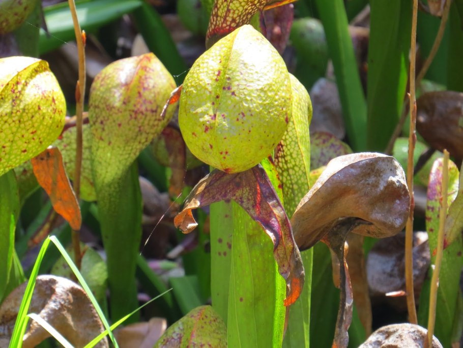 Дарлингтония растение хищник