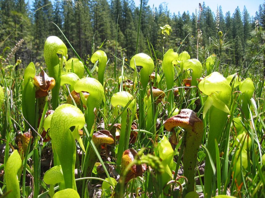 Дарлингтония Калифорнийская (Darlingtonia californica)