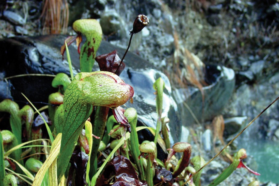 Цветок Кобра