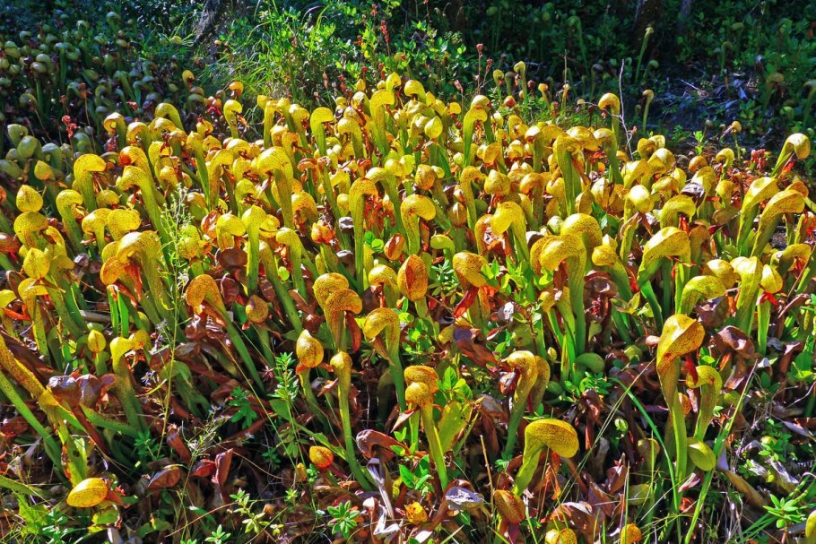 Darlingtonia californica