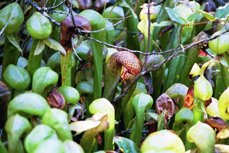 Дарлингтония Калифорнийская