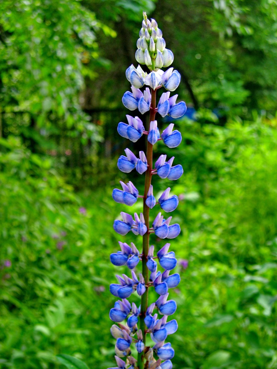Клевер люпиновидный Trifolium lupinaster