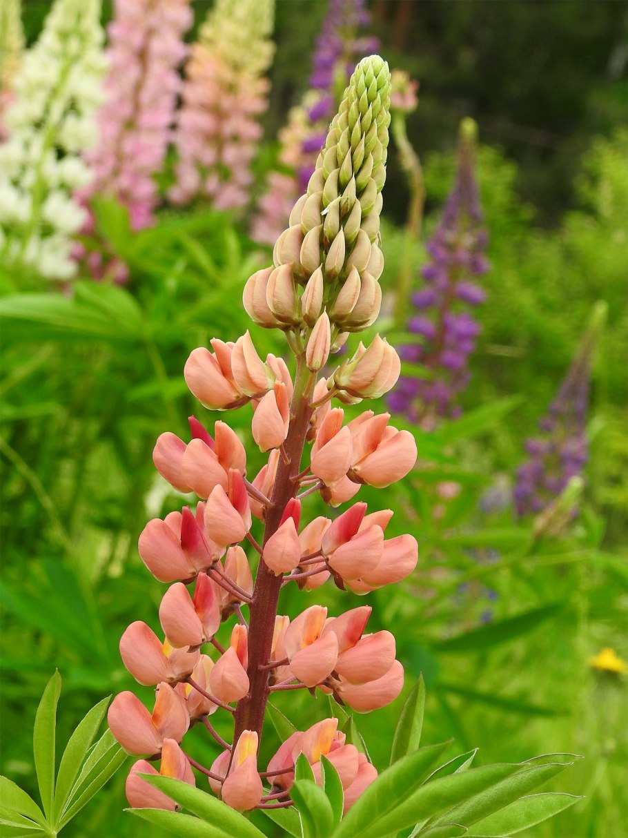 Клевер люпиновый, трава, 50г