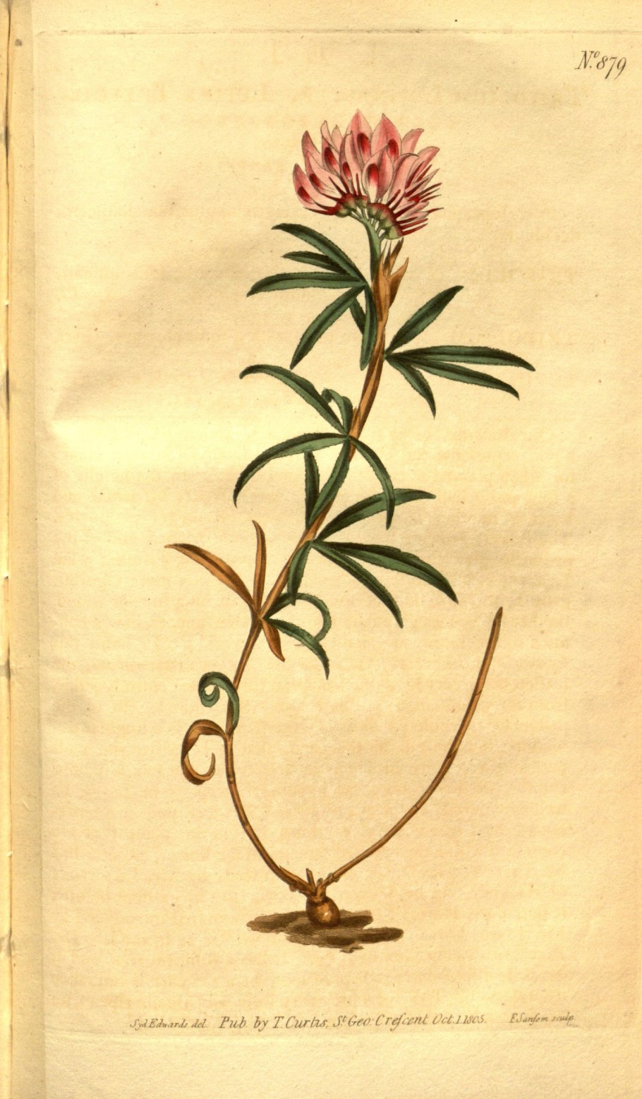 Фиолетовый цветок Клевер