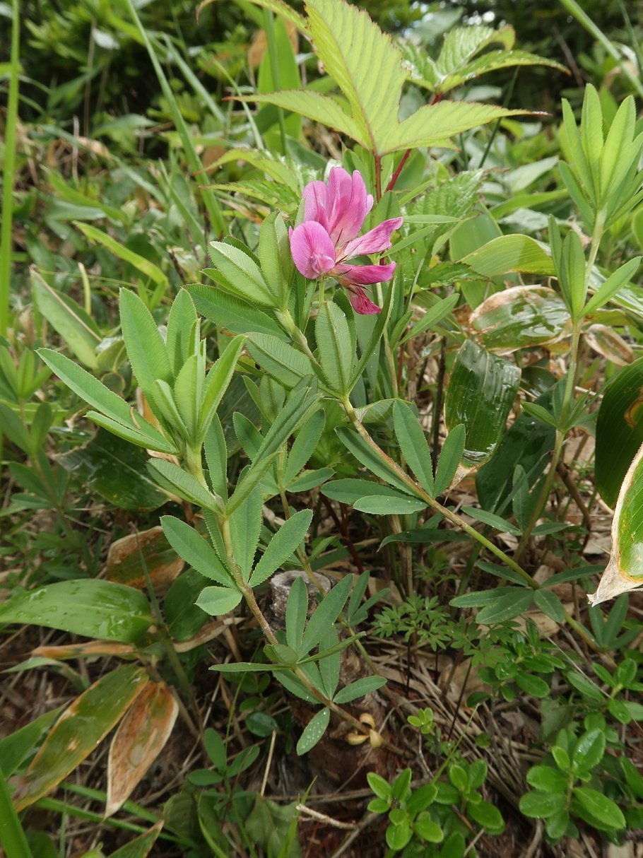 Клевер люпиновый, трава, 50г