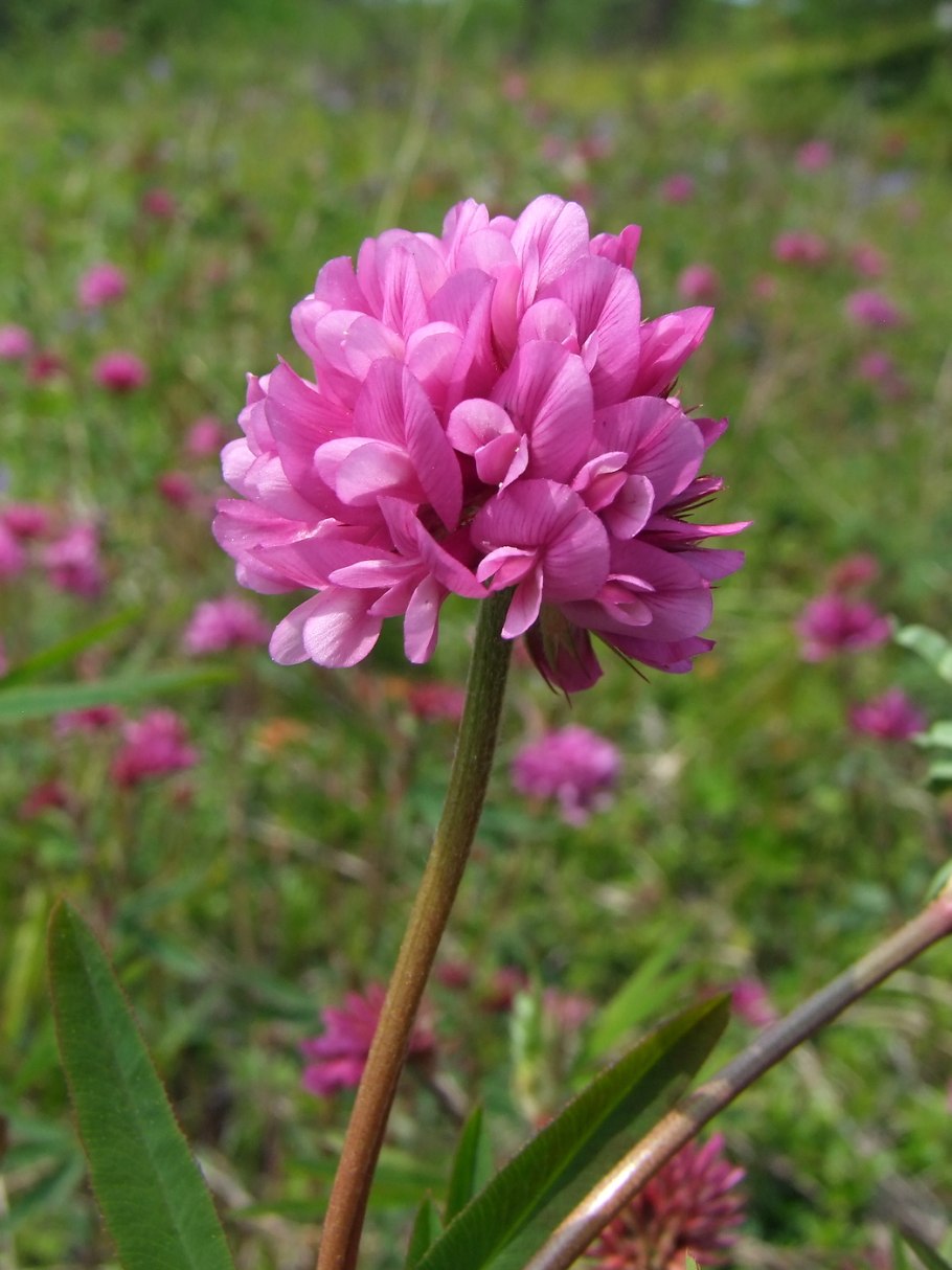 Клевер люпиновидный Trifolium lupinaster