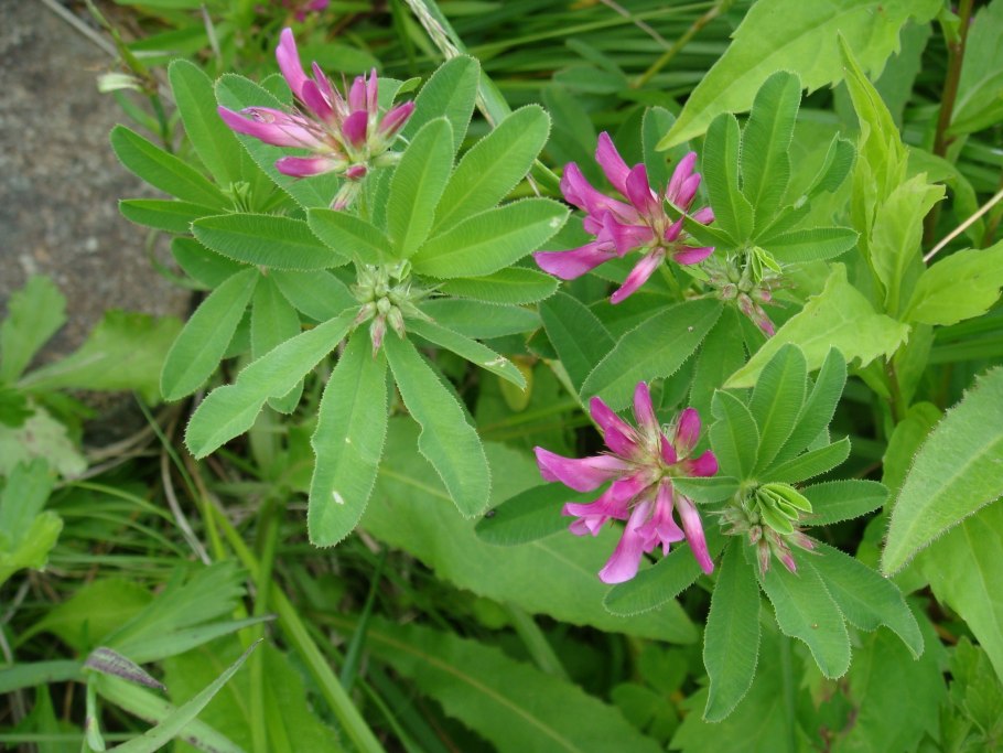 Клевер люпиновый цветок