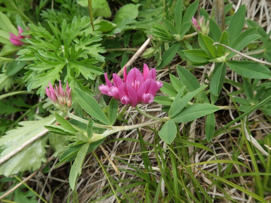 Клевер люпиновый лист