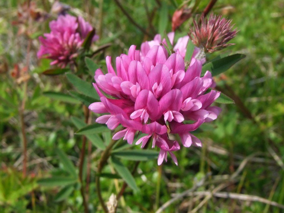 Трифолиум Люпинастер