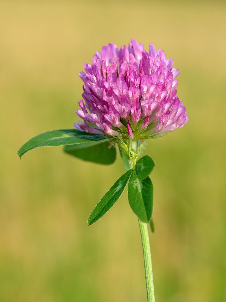 Красный клевер trifolium pratense