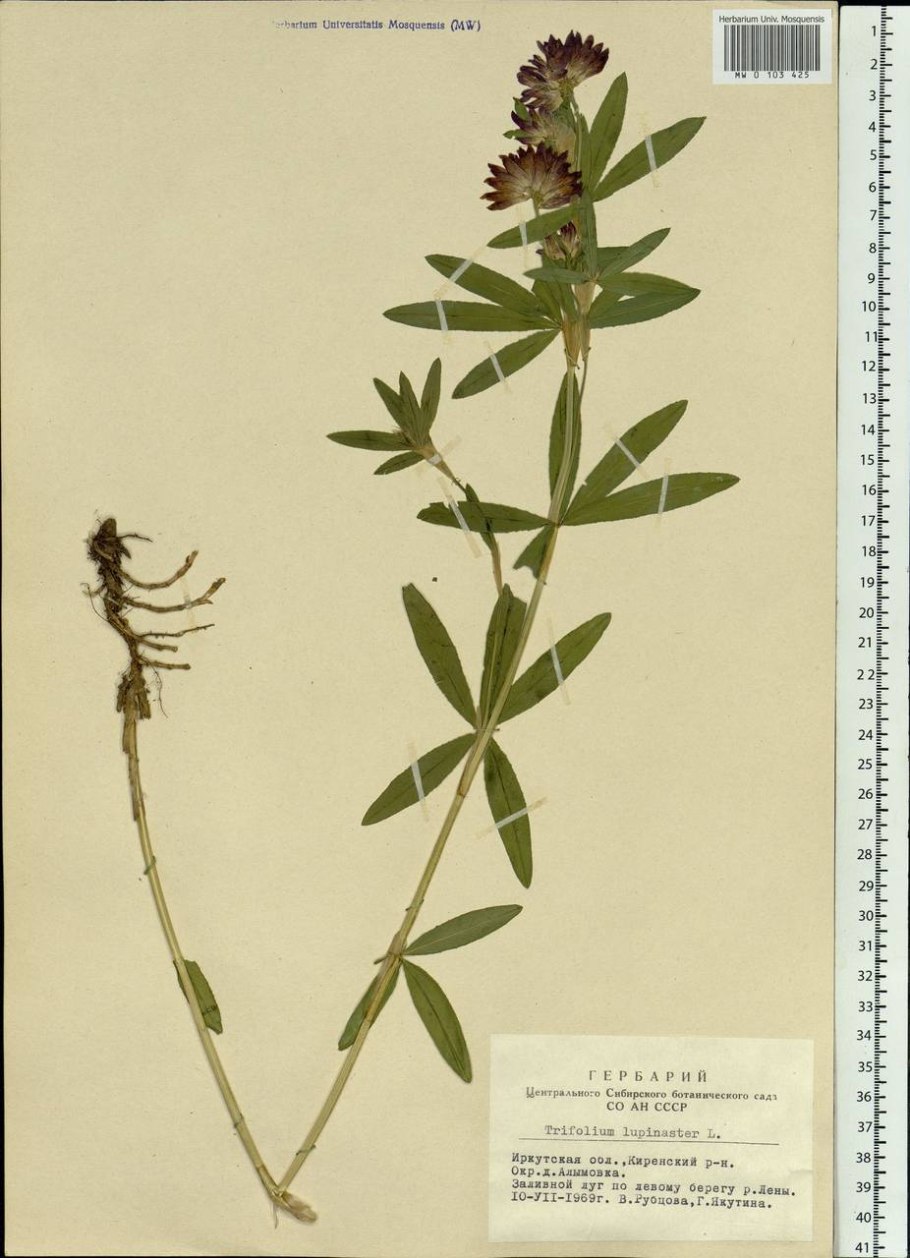 Клевер люпиновый белый