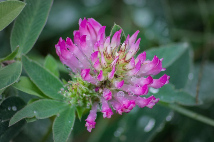 Клевер красный ксерофит