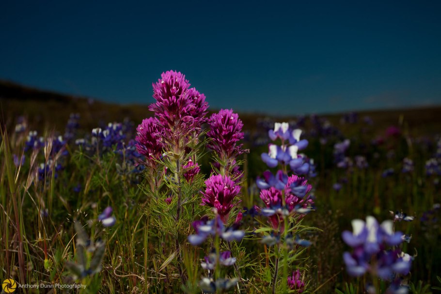Люпиновый Клевер Байкал