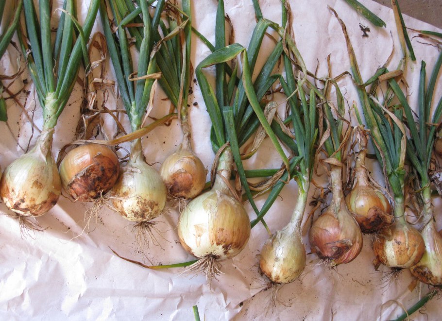 Лук красный Ялтинский