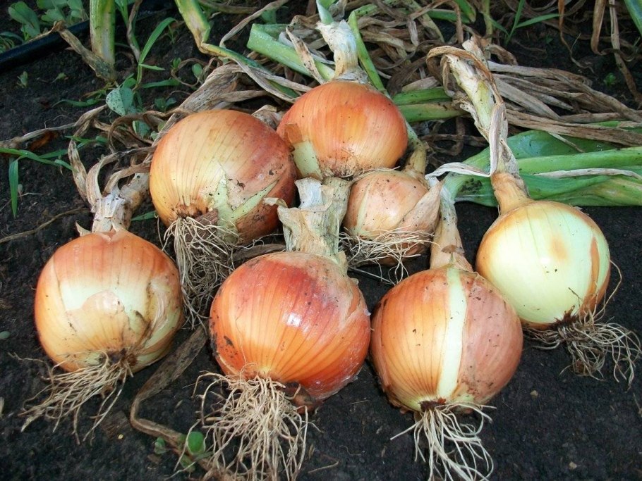 Высушенный лук