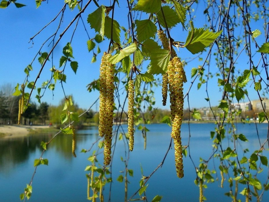 Плакучая береза цветение