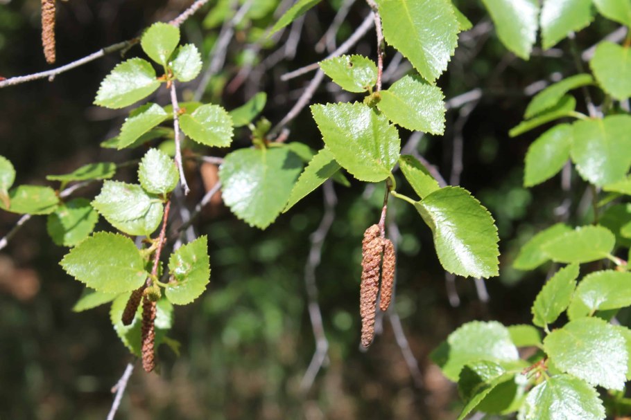 Береза повислая плод