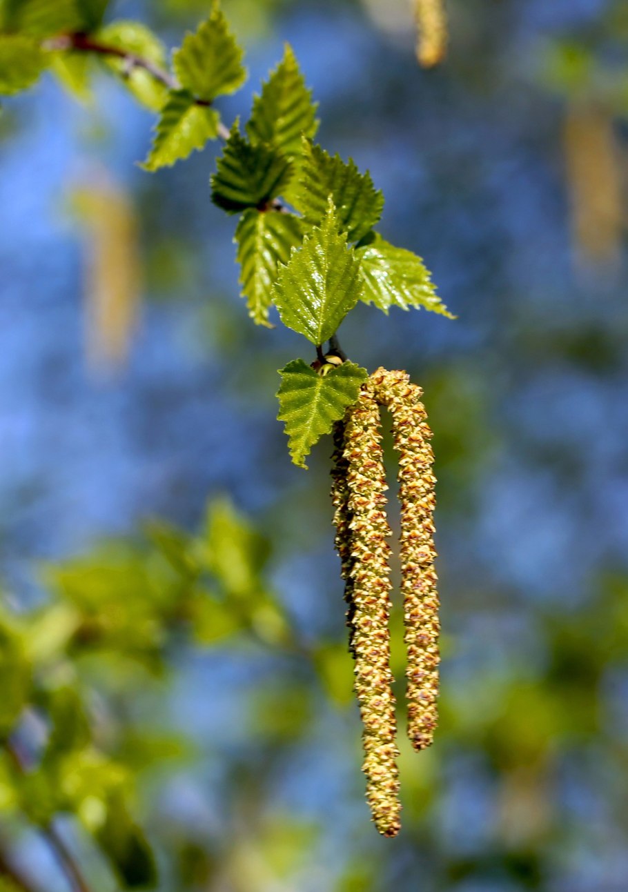 Ольха Лациниата
