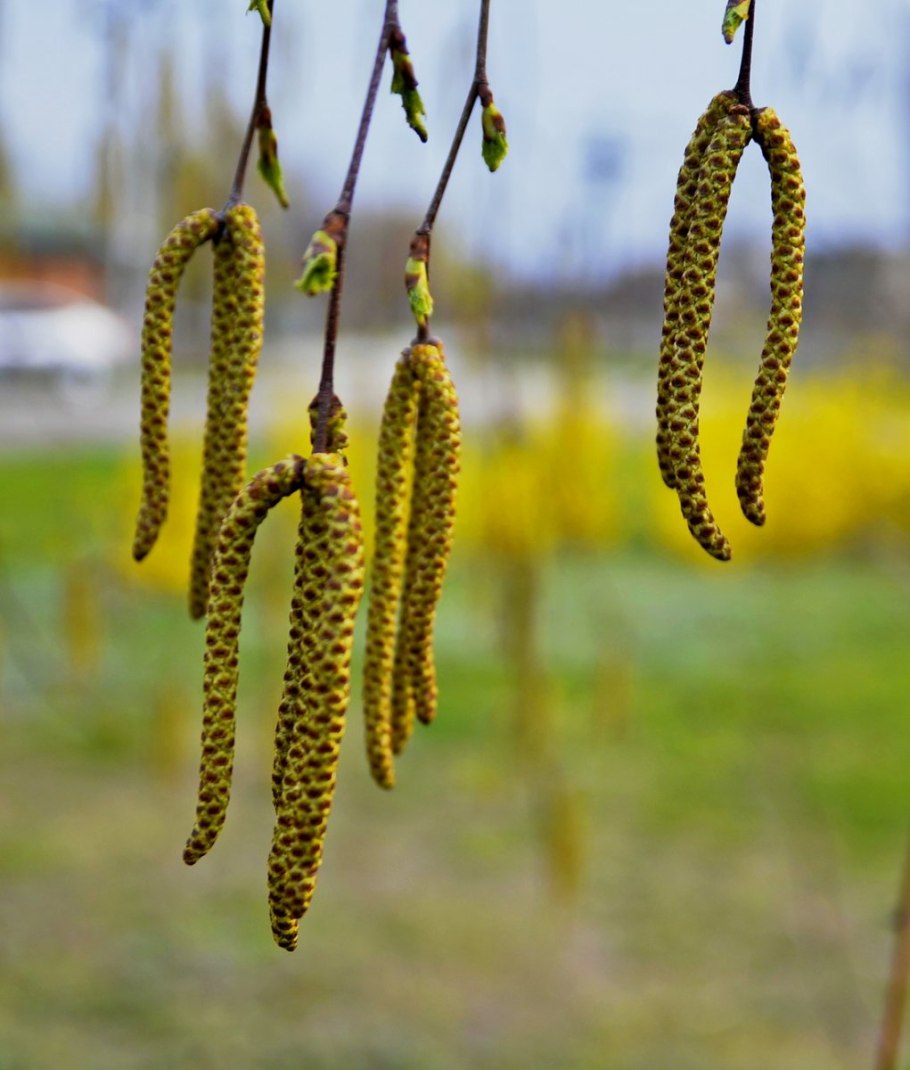 Ольха японская