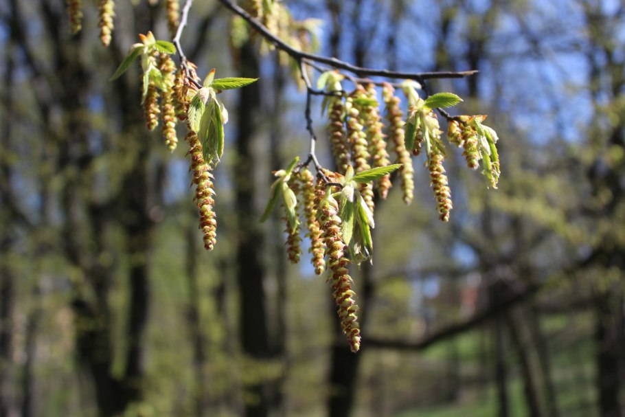 Fagus sylvatica Пендула