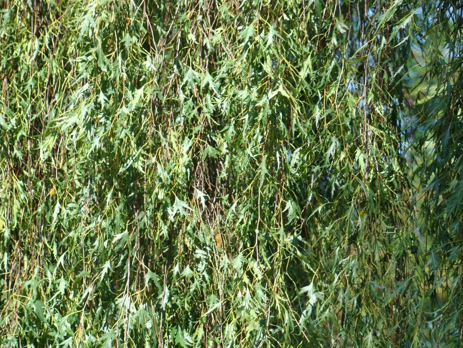 Береза повислая побег